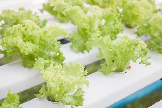 Green coral plants on hydrophonic farm, stock photo