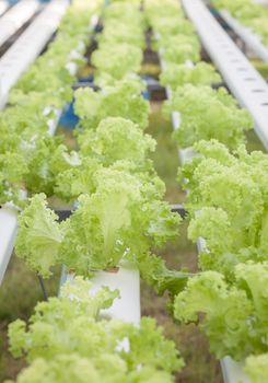 Green coral plants on hydrophonic farm, stock photo