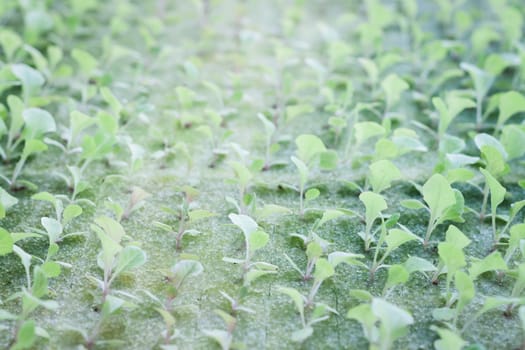 Hydrophonic plantation of vegetable salad, stock photo