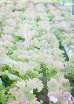 Red coral plants on hydrophonic farm, stock photo