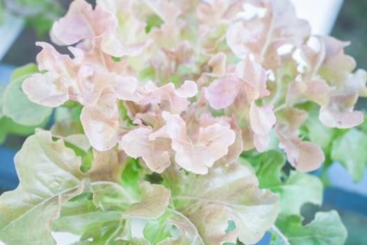 Closeup red oak plants on hydrophonic farm, stock photo