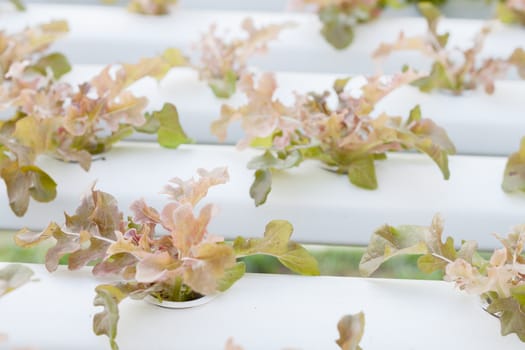 Closeup red oak plants on hydrophonic farm, stock photo