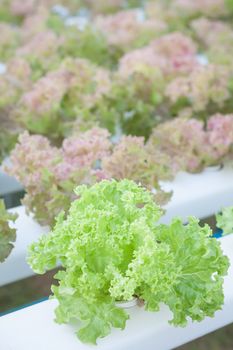 Green coral and red coral plants on hydrophonic farm, stock photo