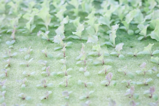 Hydrophonic plantation of vegetable salad, stock photo