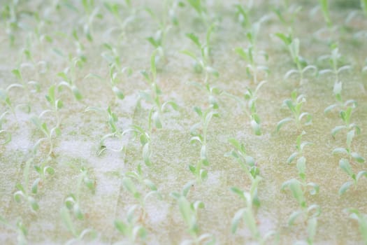 Hydrophonic plantation of vegetable salad, stock photo