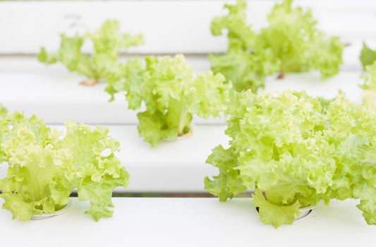 Closeup green coral plants on hydrophonic farm, stock photo