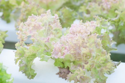 Closeup red coral plants on hydrophonic farm, stock photo