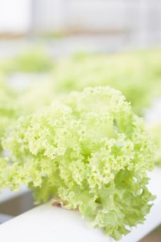 Green coral plants on hydrophonic farm, stock photo