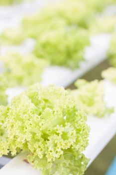 Green coral plants on hydrophonic farm, stock photo