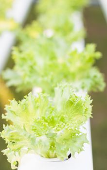 Frillice iceberg plants on hydrophonic farm, stock photo