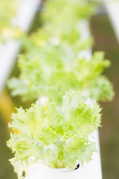 Frillice iceberg plants on hydrophonic farm, stock photo