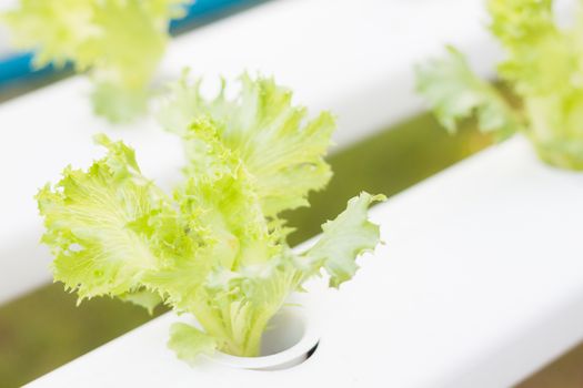 Frillice iceberg plants on hydrophonic farm, stock photo