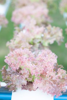 Red coral plants on hydrophonic farm, stock photo