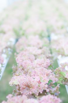 Red coral plants on hydrophonic farm, stock photo