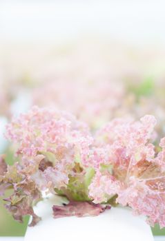 Red coral plants on hydrophonic farm, stock photo