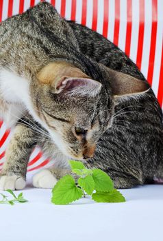 kitten and catnip