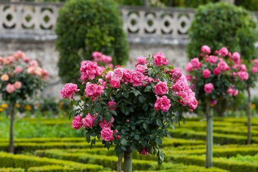 Gardens and Chateau de Villandry  in  Loire Valley in France 