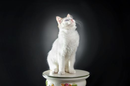 Beautiful white cat staring at the camera