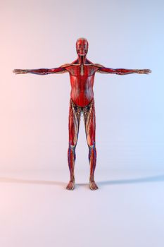 Complete human body with opened arms on white background