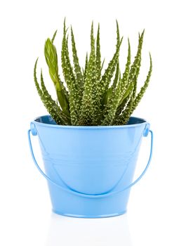 Aloe humilis is a species of the genus Aloe, on white background