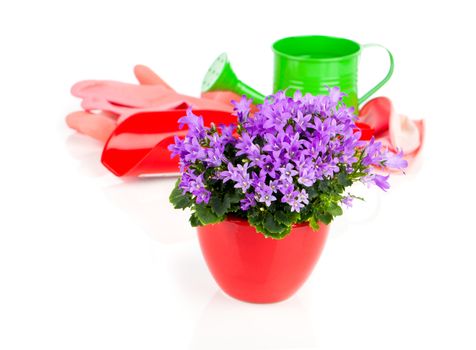 blue campanula flowers, on white background