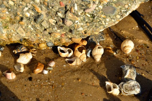 Group of sea shells on beach
