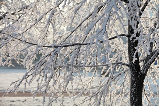 trees covered with frost against the bright sky