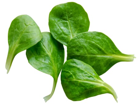 Isolated Fresh Washed Spinach Salad Leaves On White Background