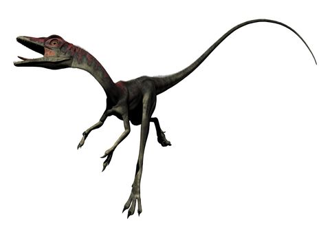 compsognathus dinosaur in white background - 3d render