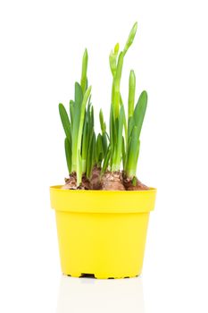 Daffodils (Narcissus) in flower pot