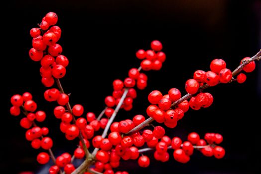 Branch with red berries on a black background