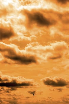 single bird flying in the beautiful cloudy sunset sky in Ireland