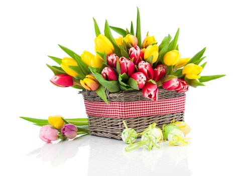 Colorful tulip blooms in a basket isolated on white