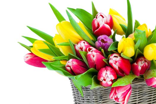 Colorful tulip blooms in a basket isolated on white