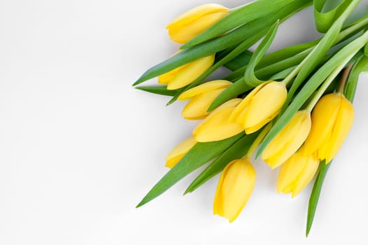 bouquet of fresh yellow tulips on white background (with easy removable text)