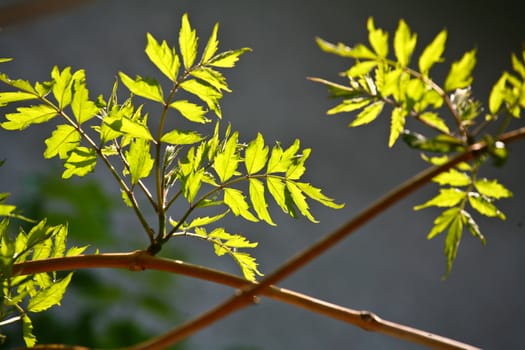 Branches with colorful leaves