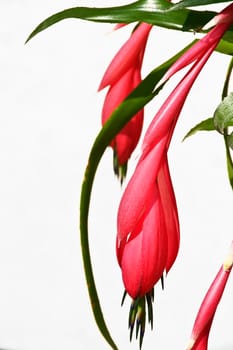 Red flower fronting a neutral background
