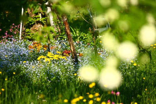 Garden with colorful flowers