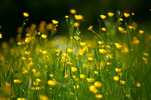 Garden with colorful flowers