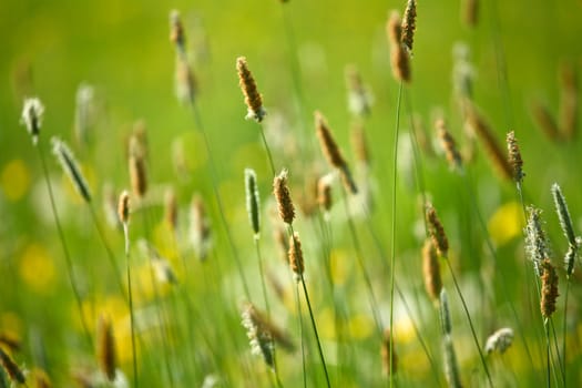 Grass detail