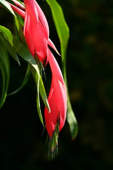 Red flower fronting a neutral background
