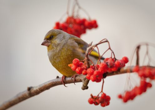 The greenfinch sits on a mountain ash branch in rainy winter day