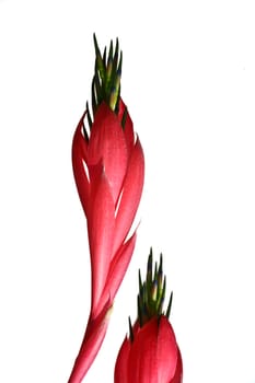 Red flower fronting a neutral background