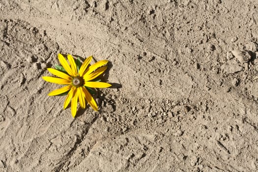 Yellow flower on dried earth