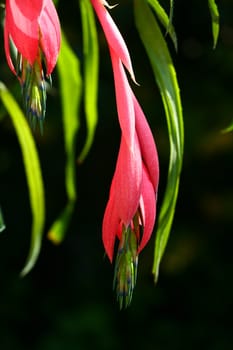 Red flower fronting a neutral background