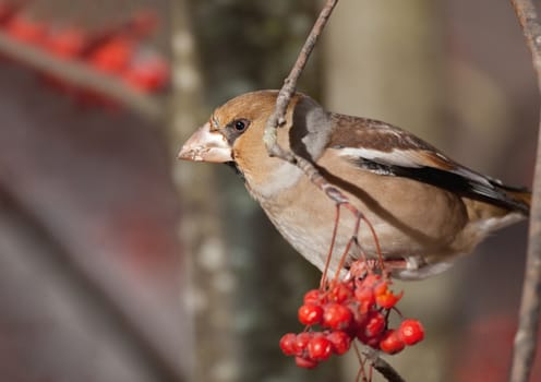 The bird the grosbeak sits on a tree branch in winter day