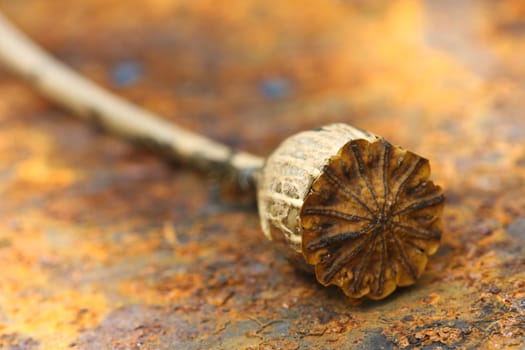 Opium poppy seed capsule closeup