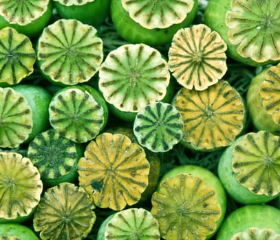 Opium poppy seed capsule closeup