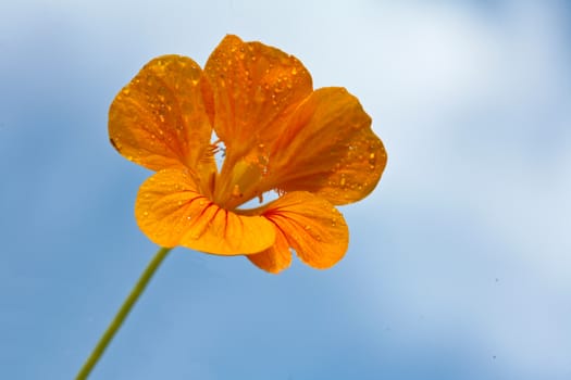 Orange flower and blue sky