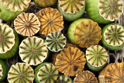 Opium poppy seed capsule closeup